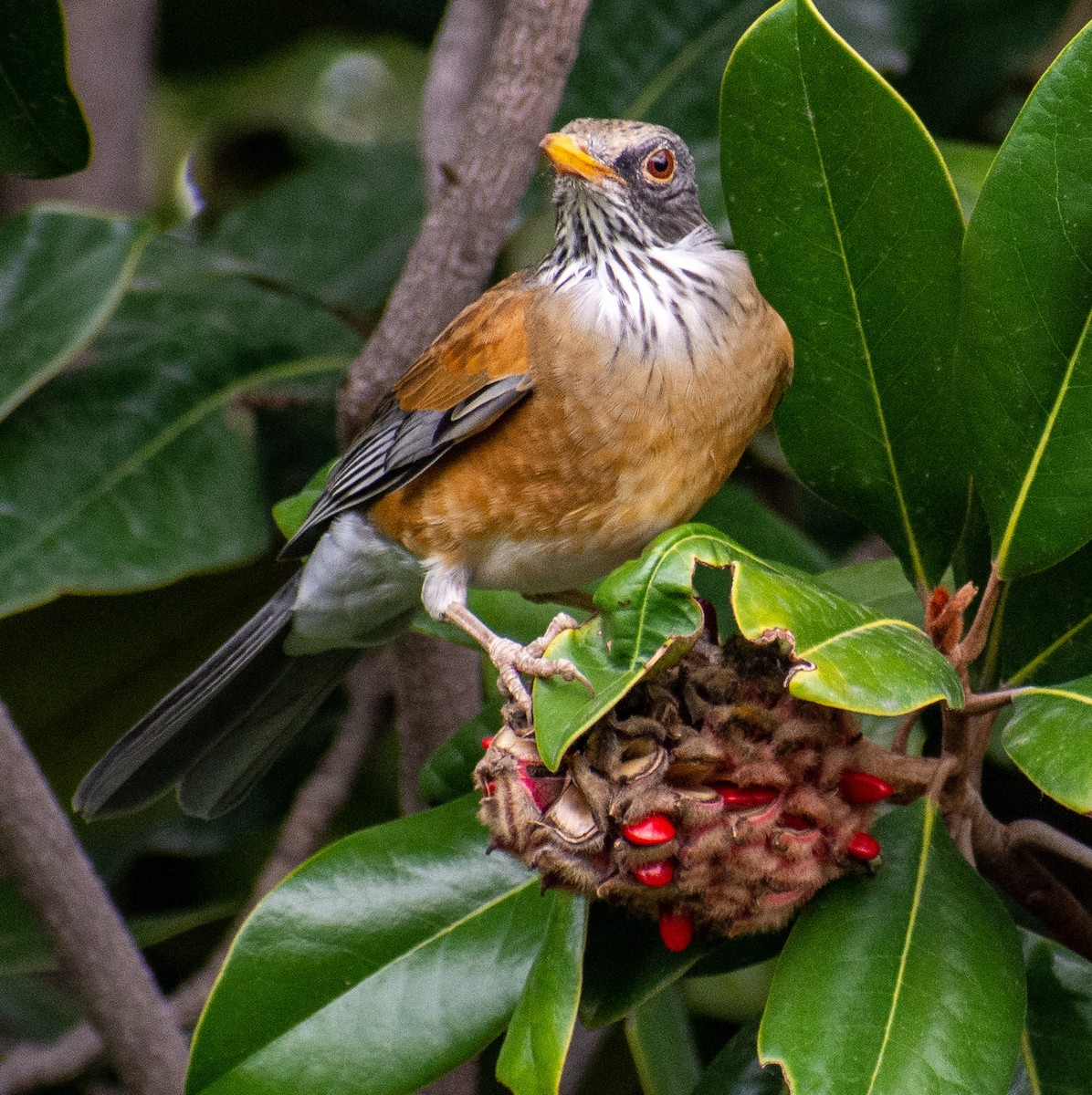 Rufous-backed Robin - ML642692662