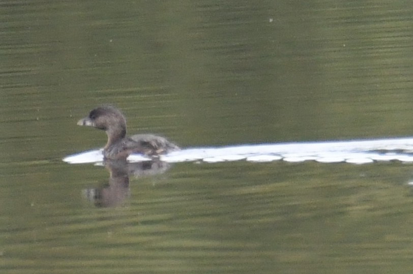 Pied-billed Grebe - ML642692666