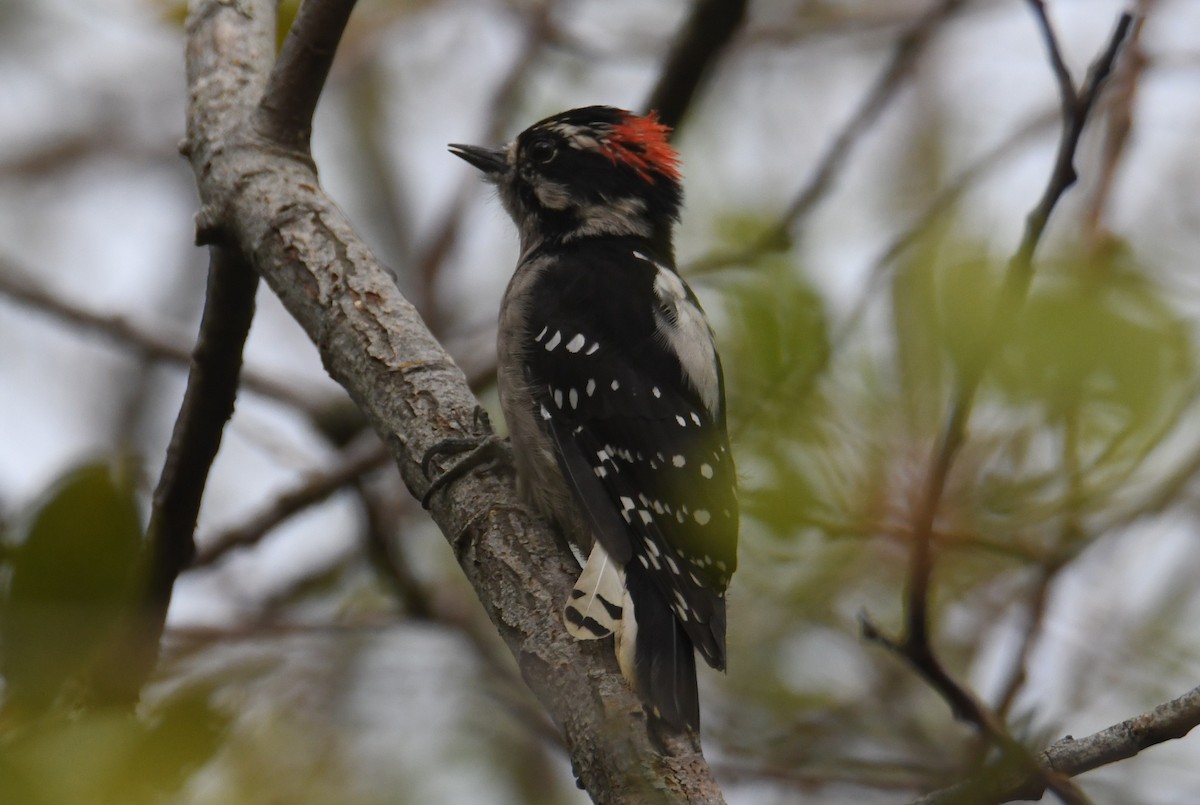 Downy Woodpecker - ML642692668