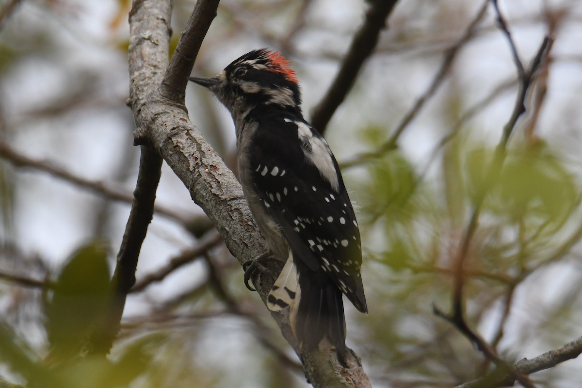 Downy Woodpecker - ML642692669