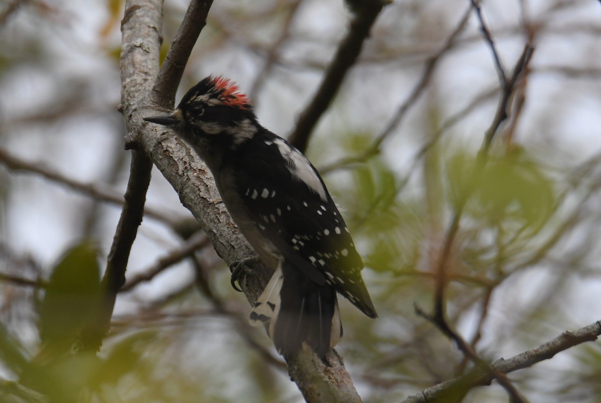 Downy Woodpecker - ML642692670