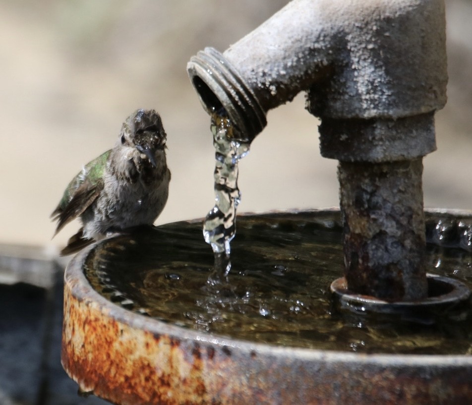 Anna's Hummingbird - ML642692692