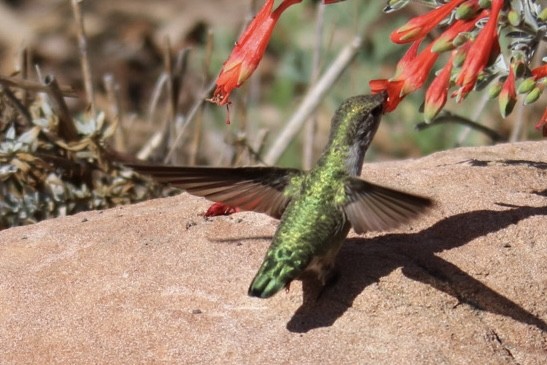 Anna's Hummingbird - ML642692695