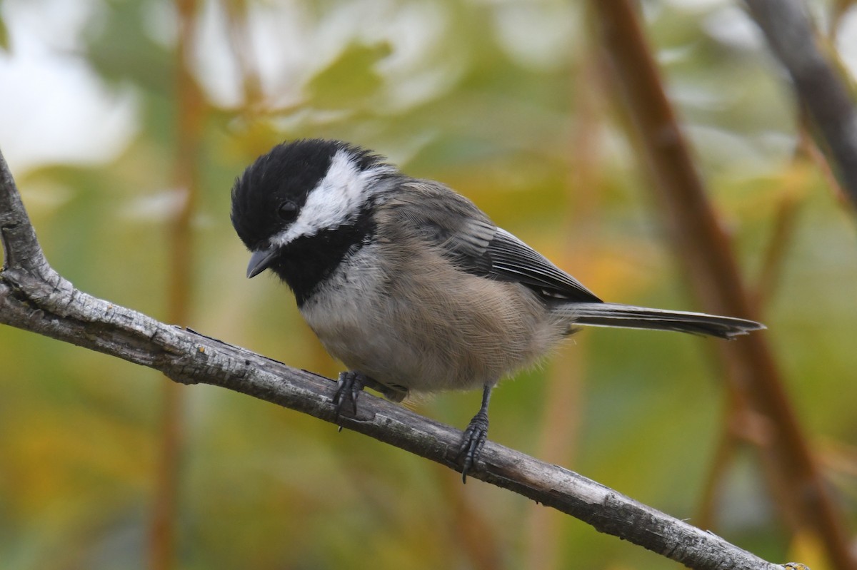 Black-capped Chickadee - ML642692700