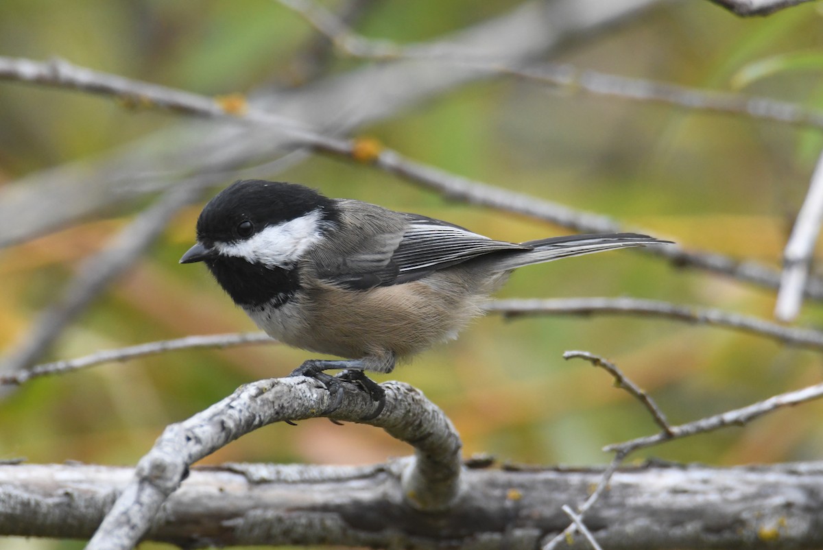 Black-capped Chickadee - ML642692701
