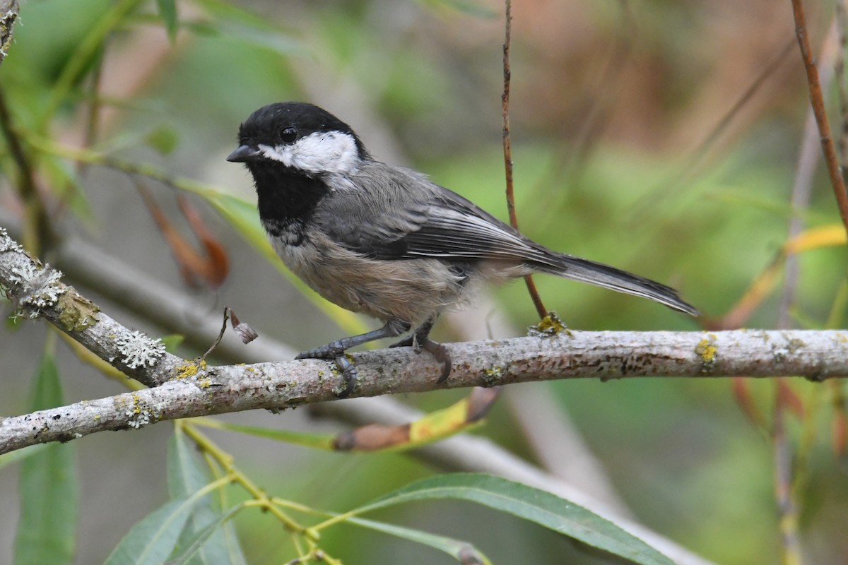 Black-capped Chickadee - ML642692702