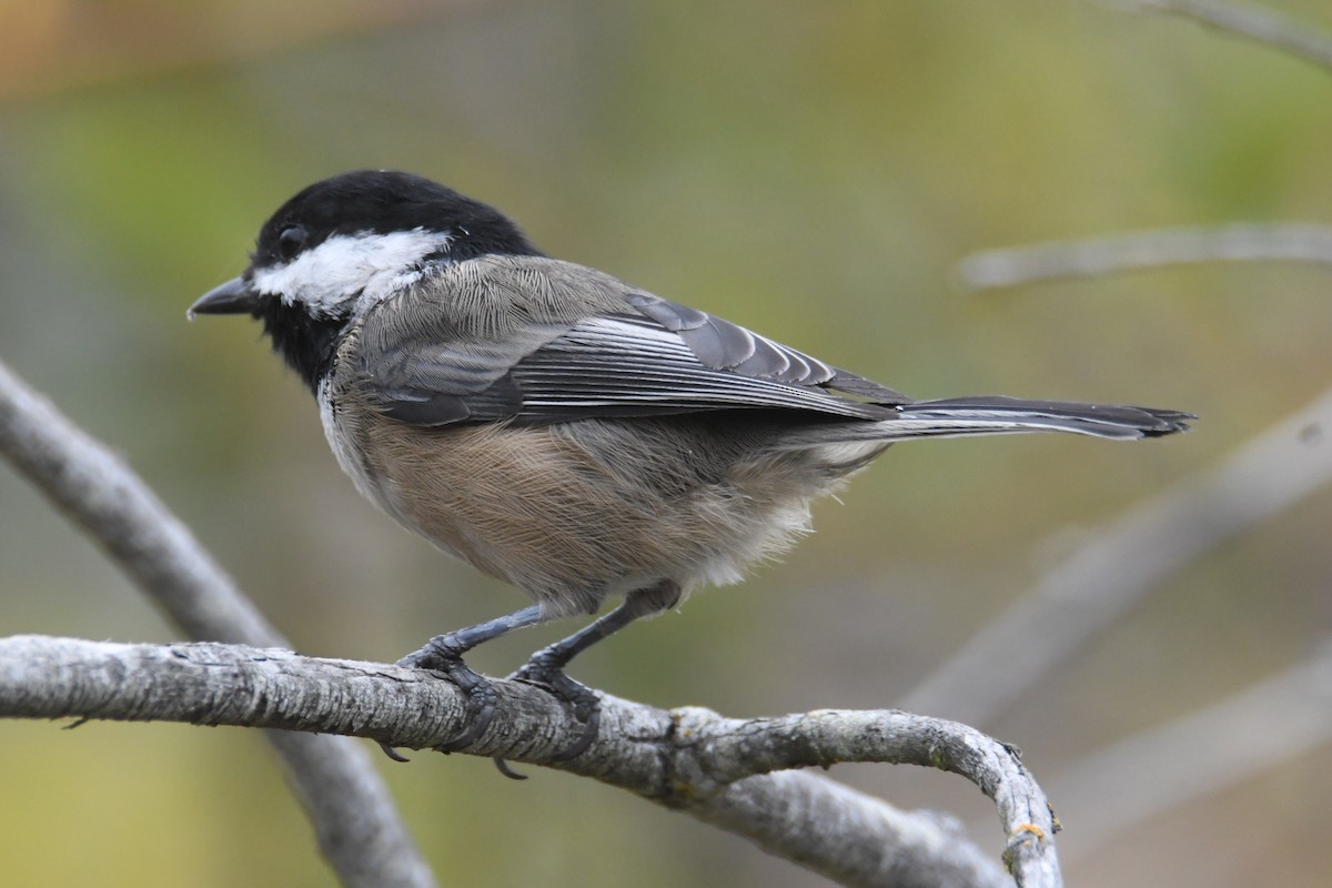 Black-capped Chickadee - ML642692703