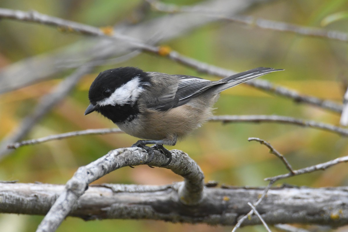 Black-capped Chickadee - ML642692704