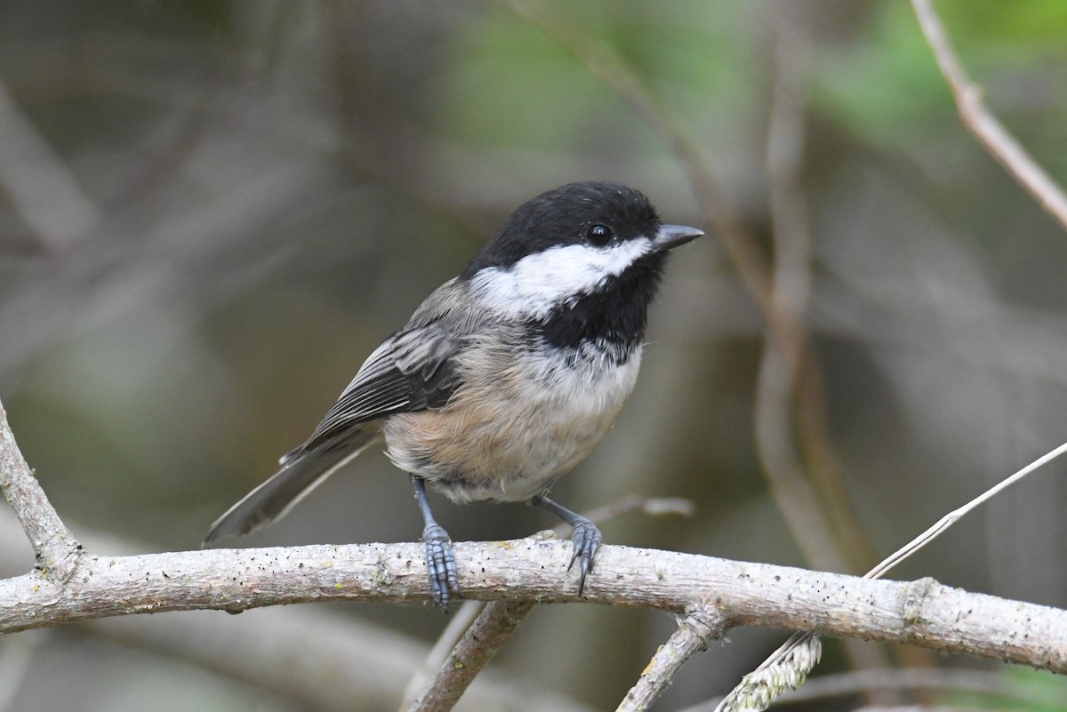 Black-capped Chickadee - ML642692705