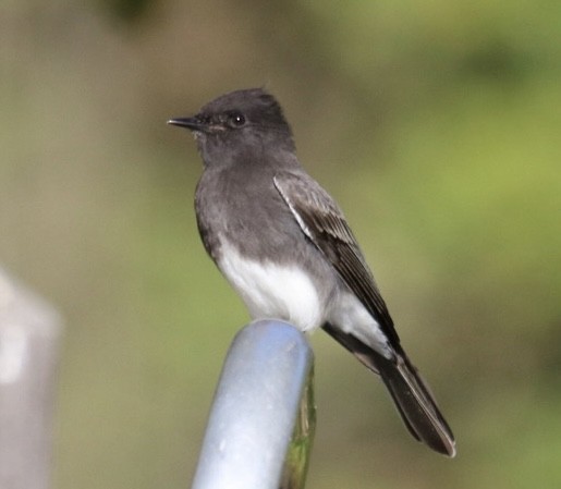 Black Phoebe - ML642692718