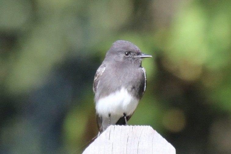 Black Phoebe - ML642692720