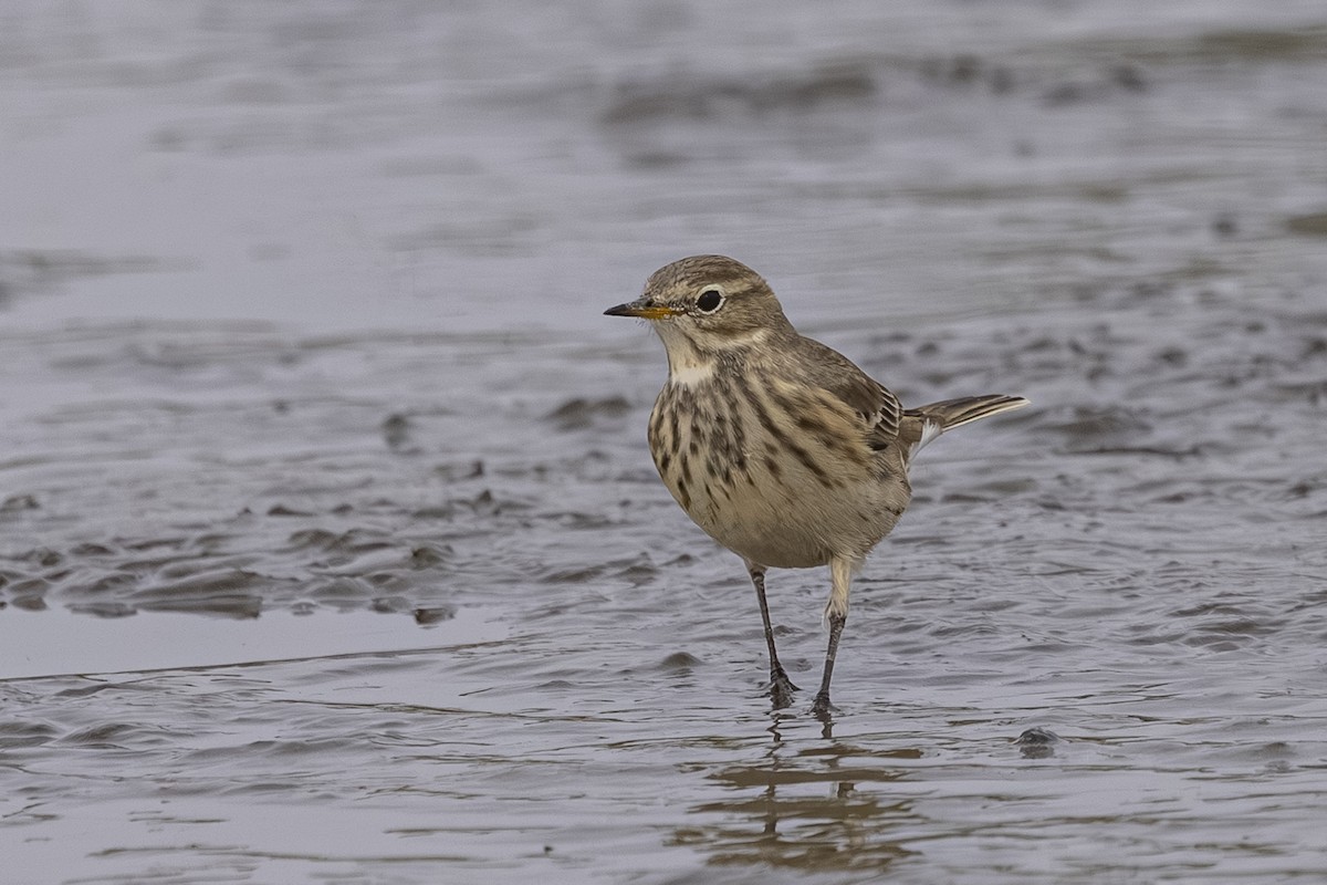 American Pipit - ML642692723