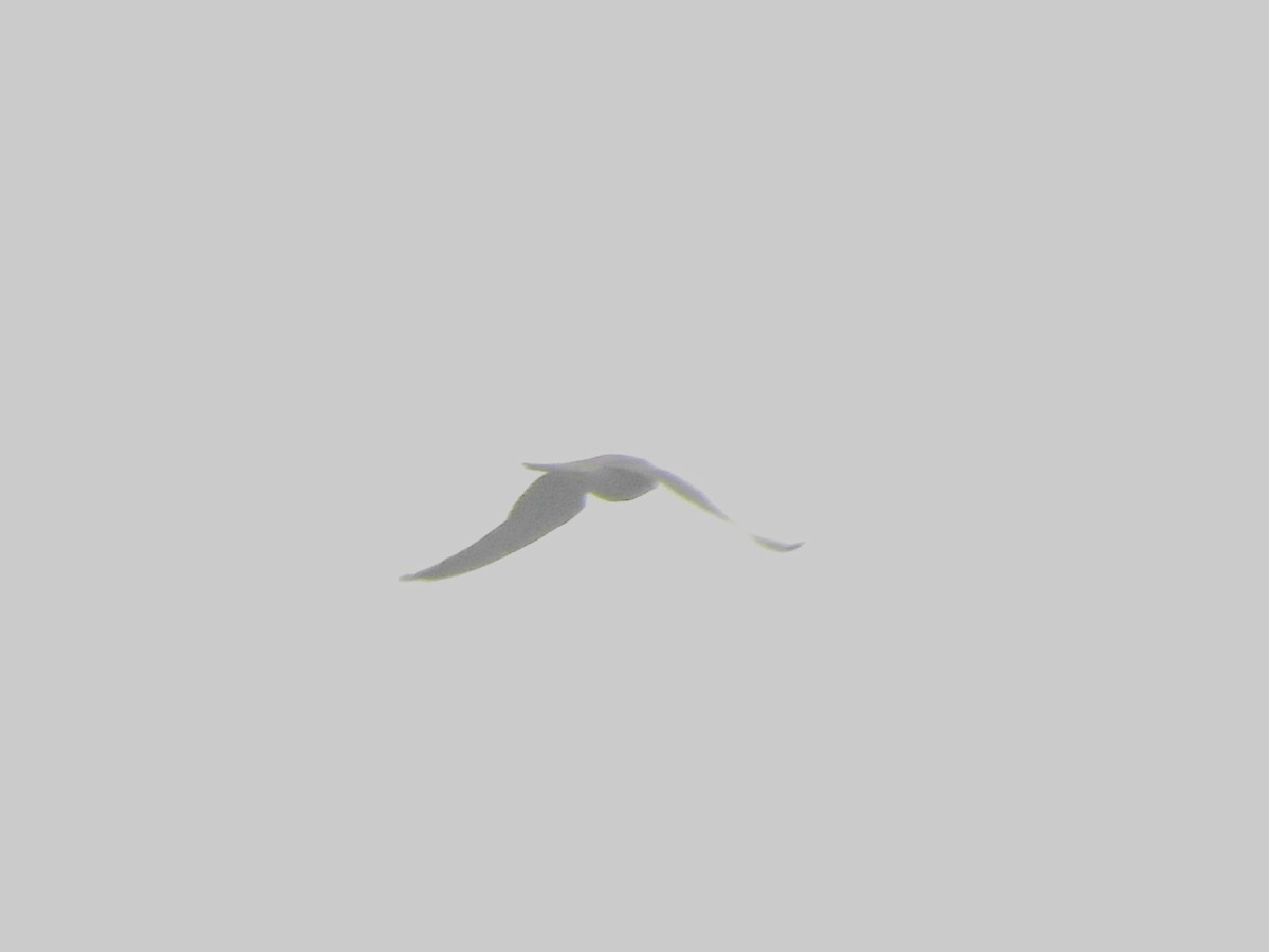 Pallid Harrier - ML642692724