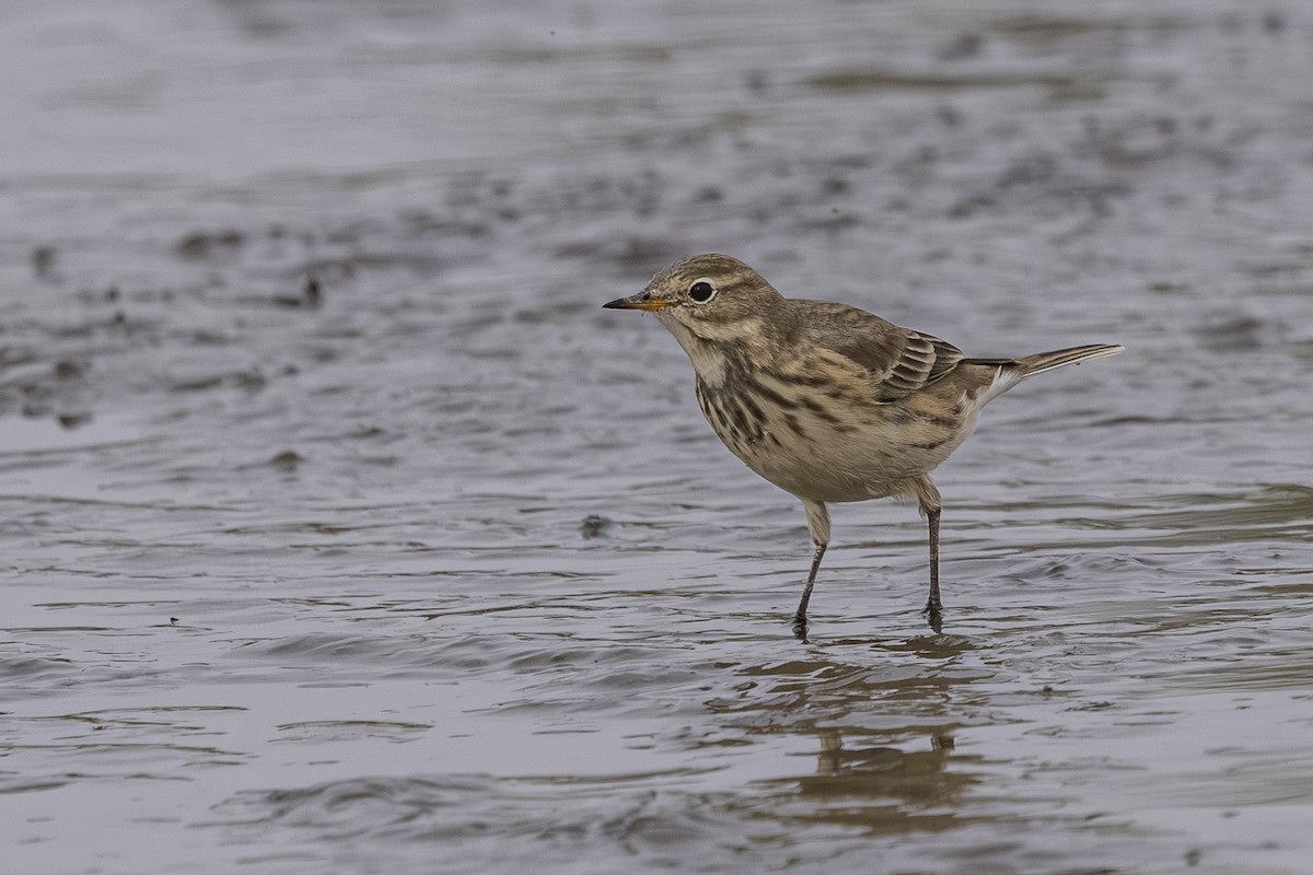 American Pipit - ML642692725