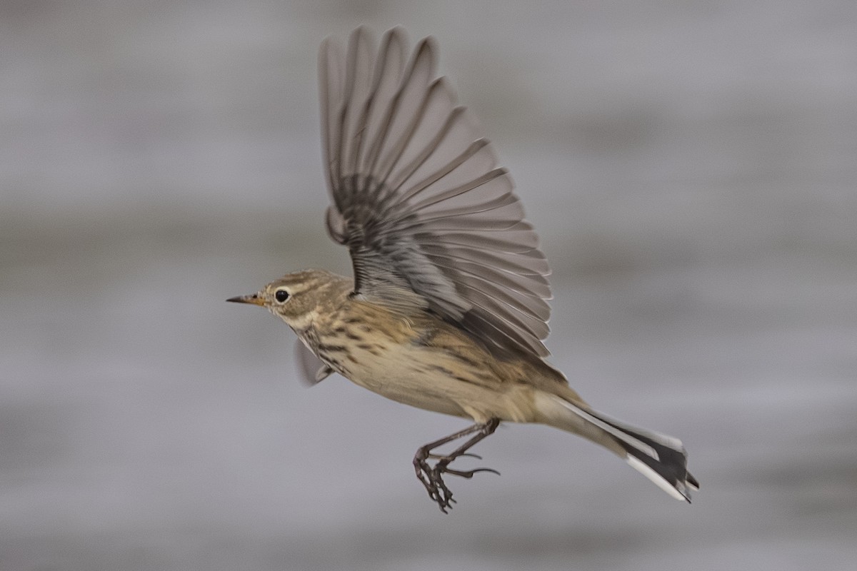 American Pipit - ML642692726