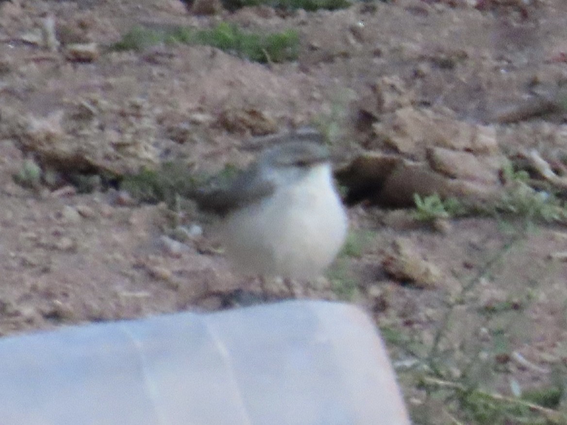 Rock Wren - ML642692727