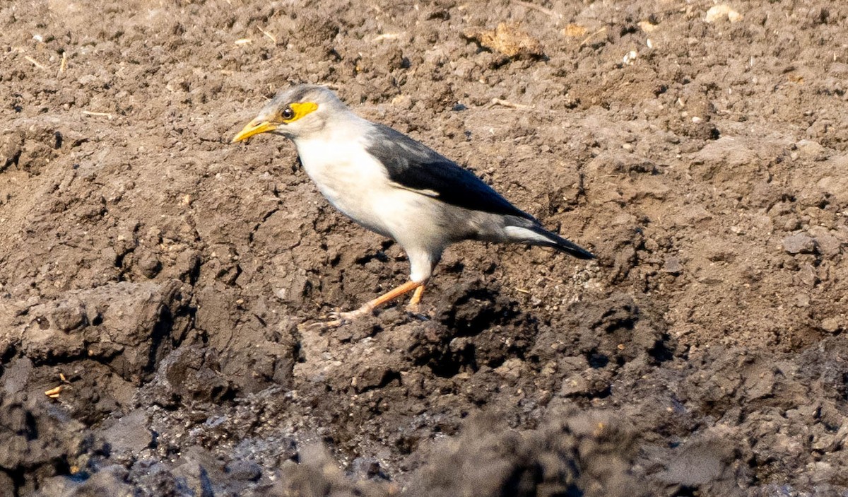 Black-winged Myna - ML642692728