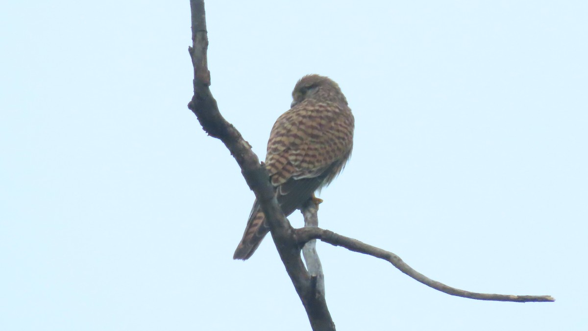 Eurasian Kestrel - ML642692738