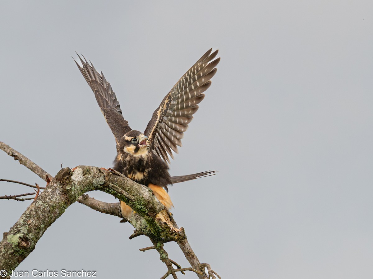 Faucon aplomado - ML642692739