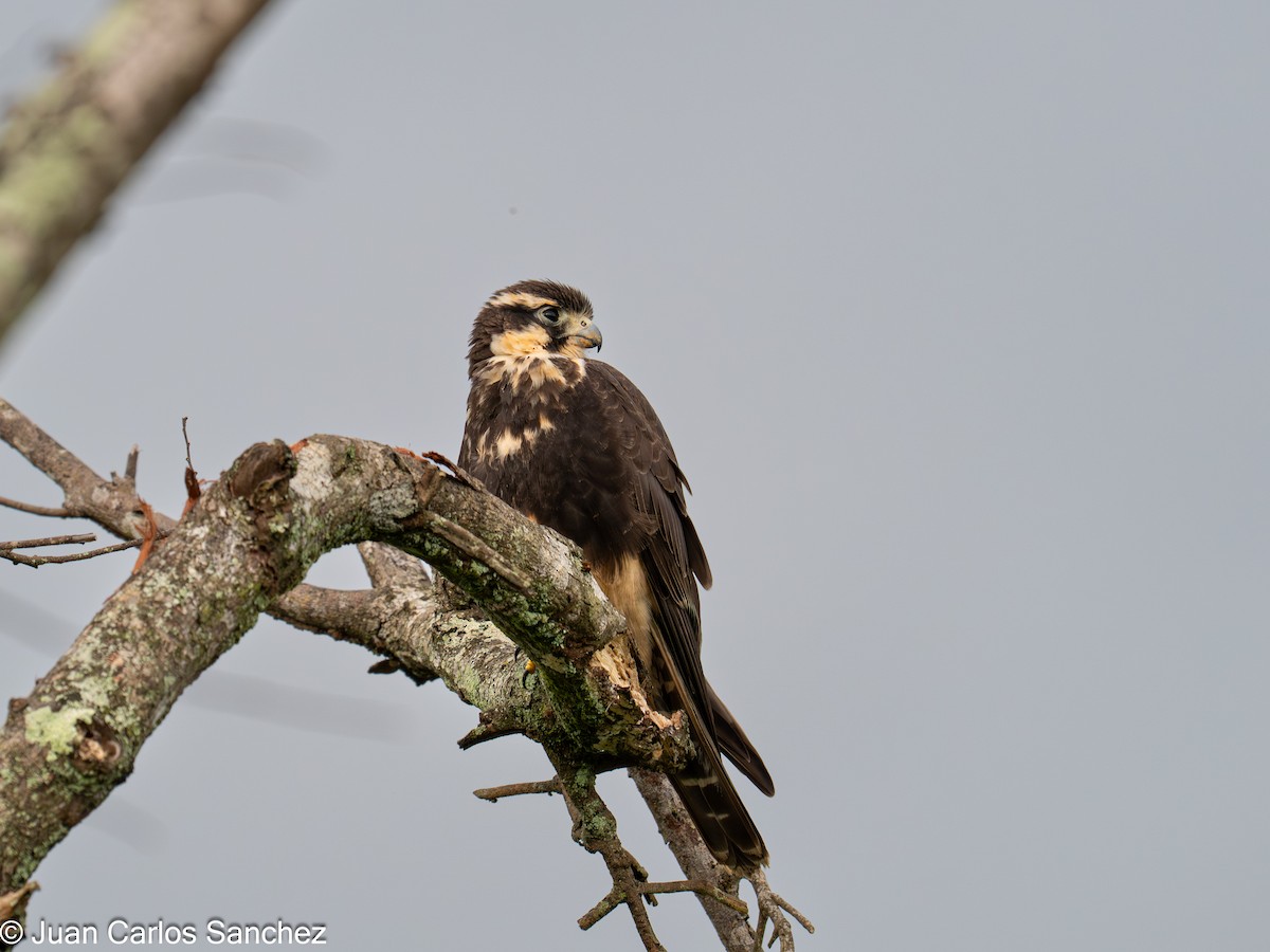 Faucon aplomado - ML642692740