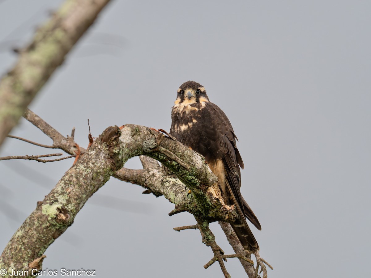 Faucon aplomado - ML642692741