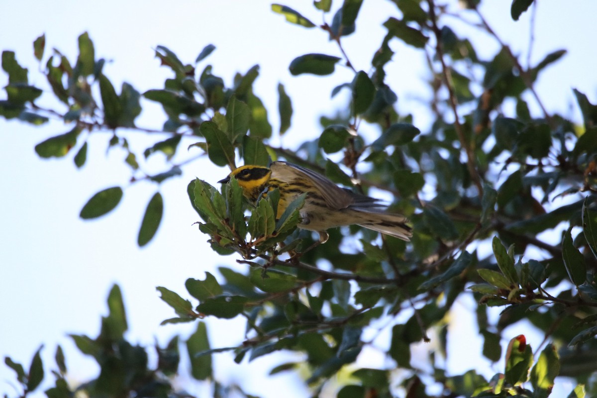 Townsend's Warbler - ML642692742