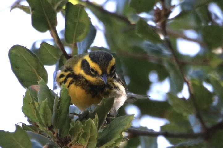 Townsend's Warbler - ML642692744