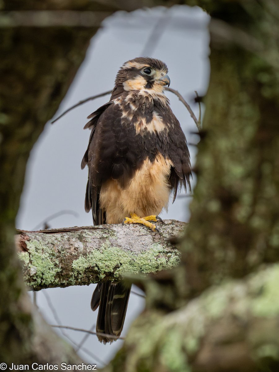 Faucon aplomado - ML642692745