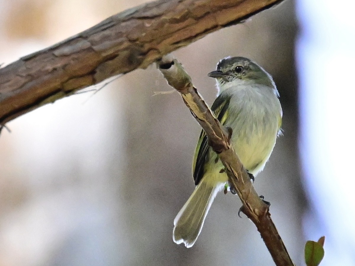 Mistletoe Tyrannulet - ML642692746
