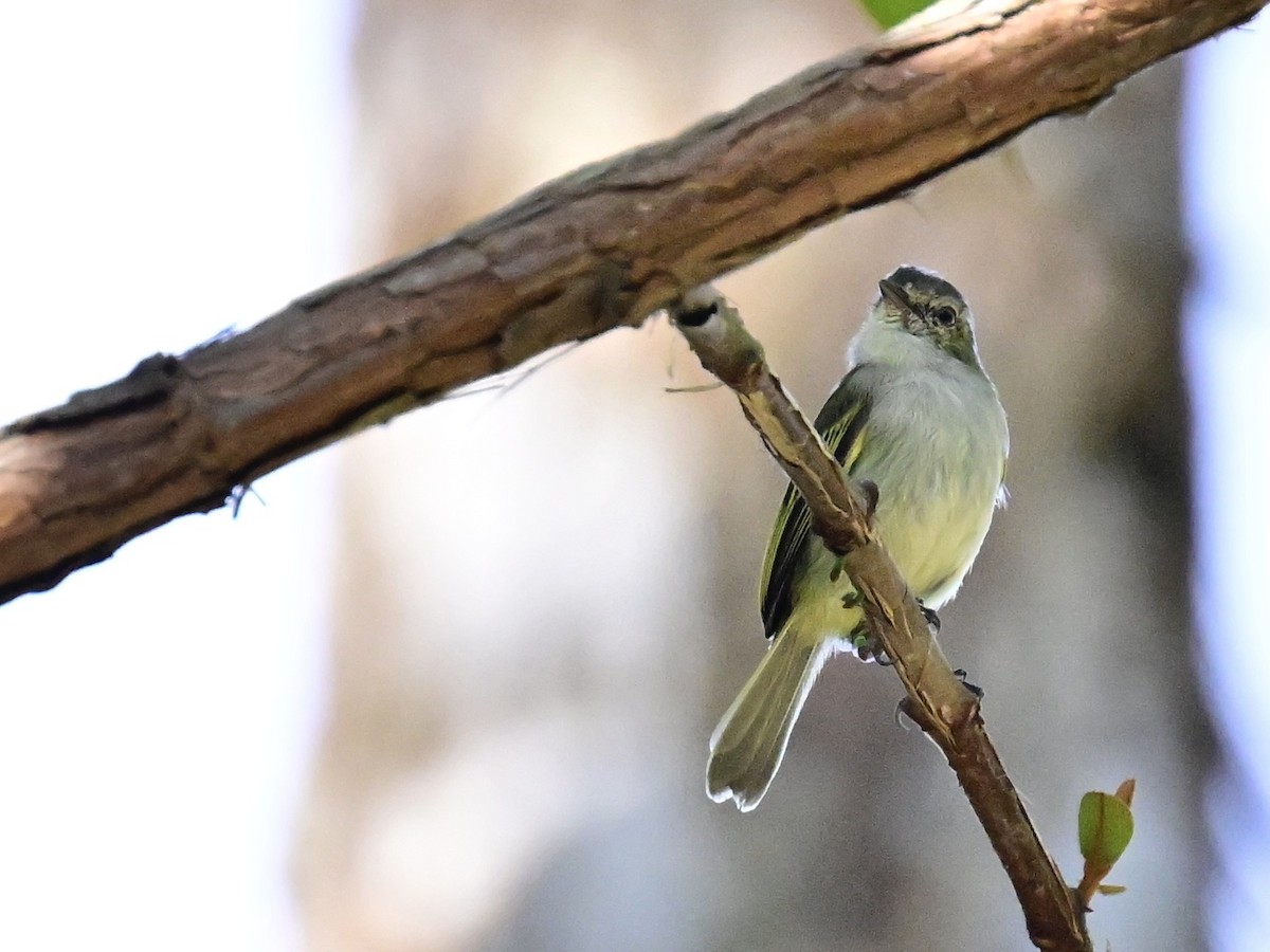 Mistletoe Tyrannulet - ML642692747