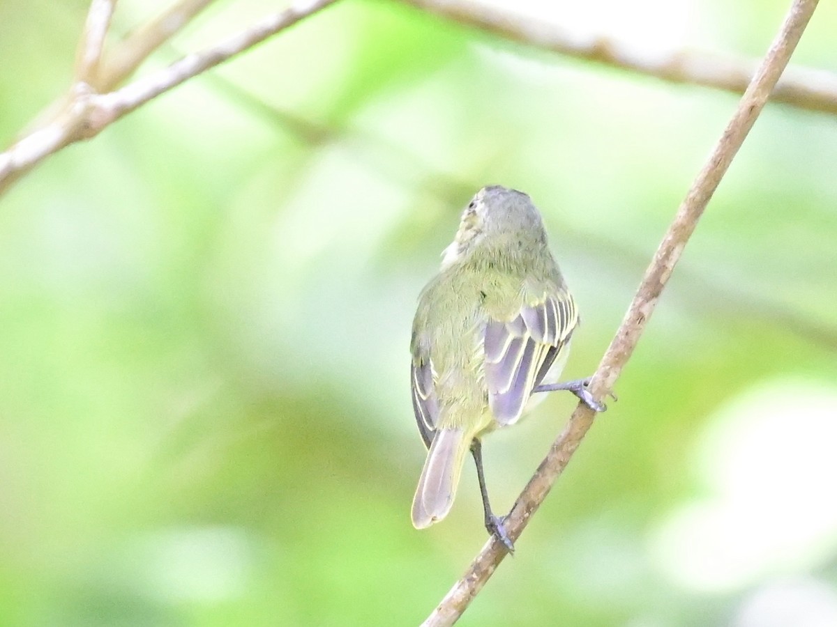 Mistletoe Tyrannulet - ML642692748