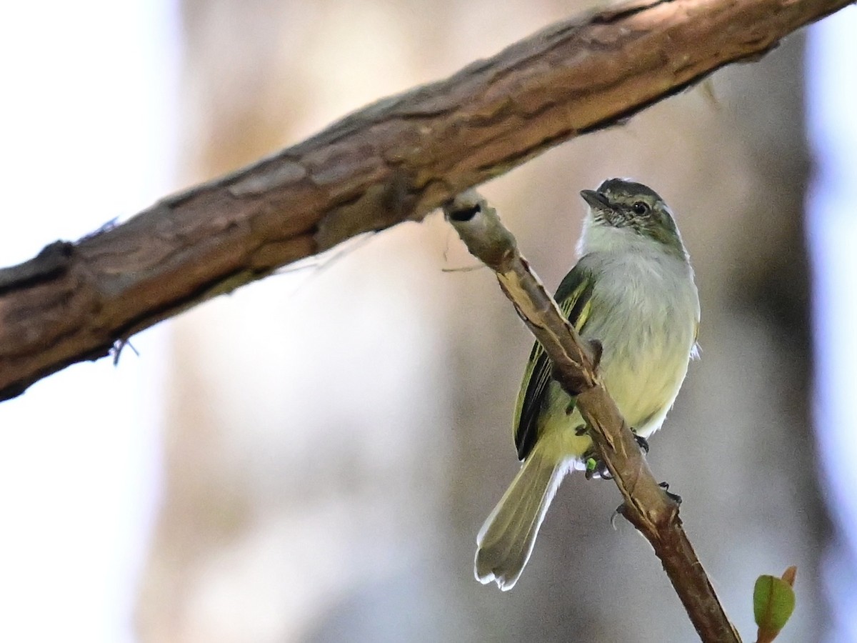 Mistletoe Tyrannulet - ML642692749