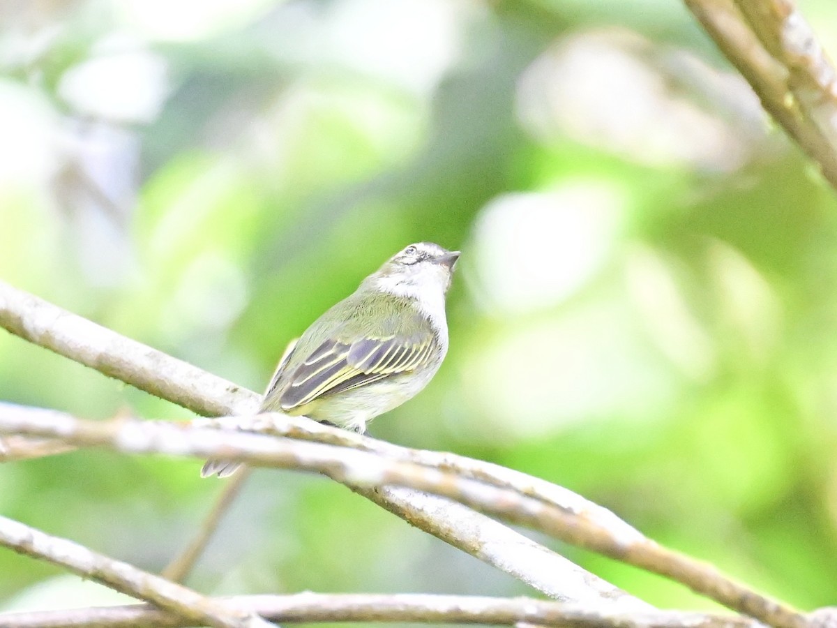 Mistletoe Tyrannulet - ML642692750