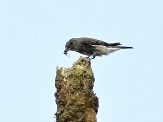 Olive-sided Flycatcher - ML642692751