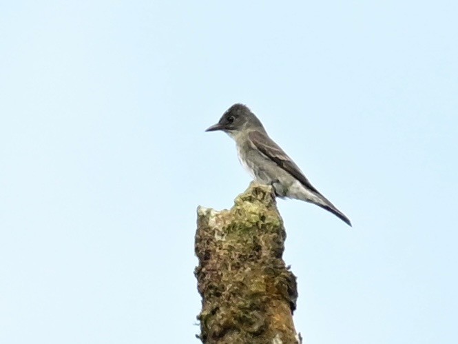 Olive-sided Flycatcher - ML642692752