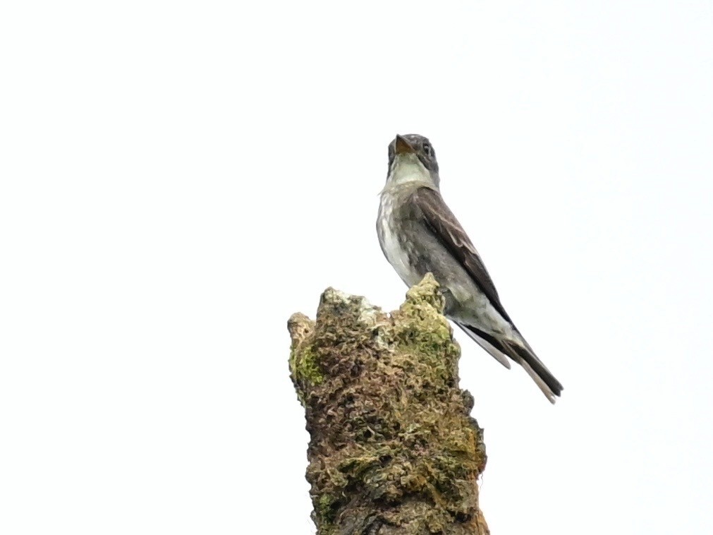 Olive-sided Flycatcher - ML642692754