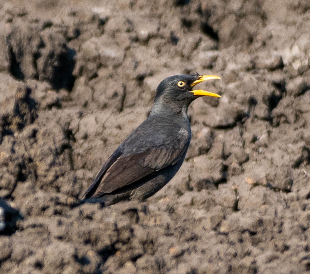 Javan Myna - ML642692767