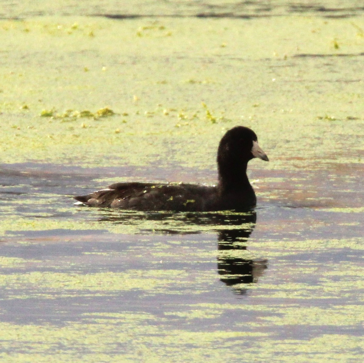 American Coot - ML642692768