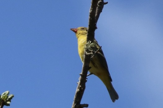 Western Tanager - ML642692769