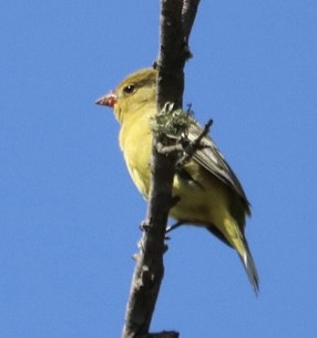 Western Tanager - ML642692770