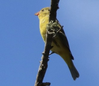 Western Tanager - ML642692771
