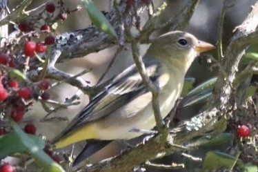 Western Tanager - ML642692772