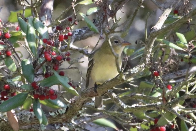 Western Tanager - ML642692773