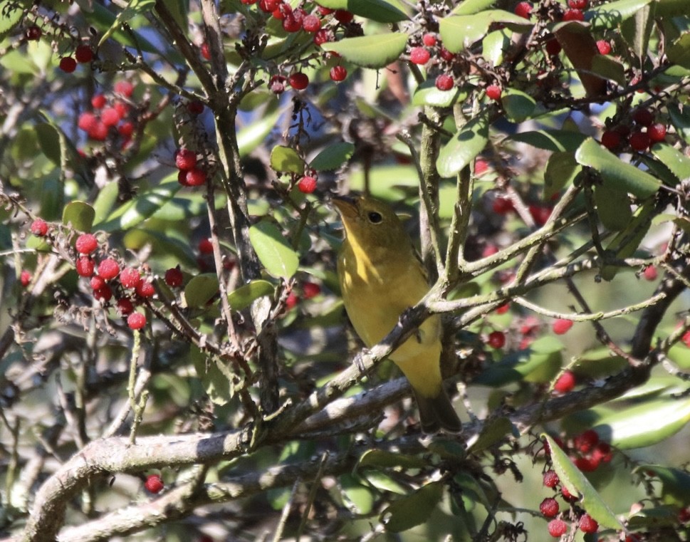 Western Tanager - ML642692774