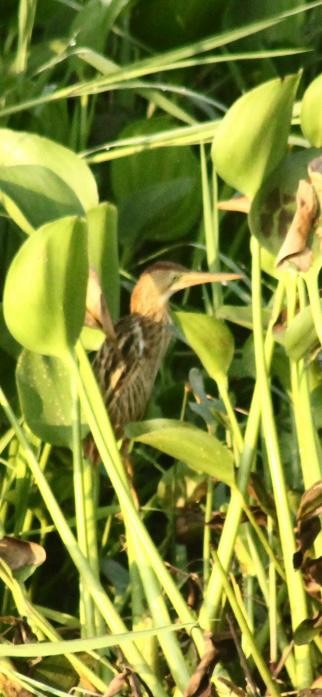 Yellow Bittern - ML642692775