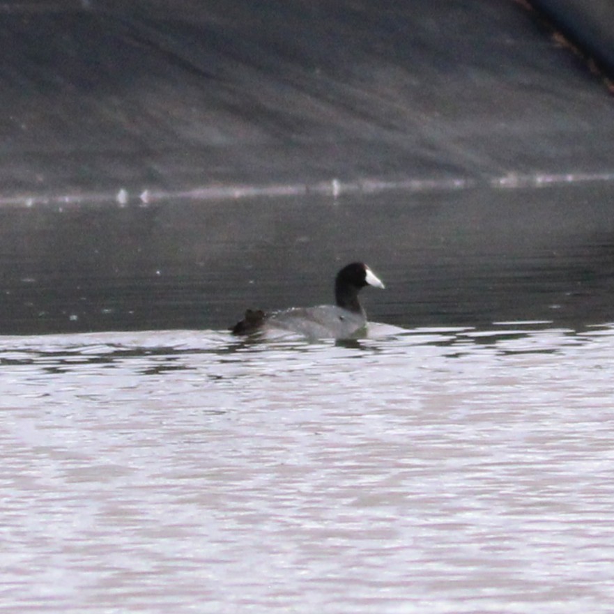 American Coot - ML642692779