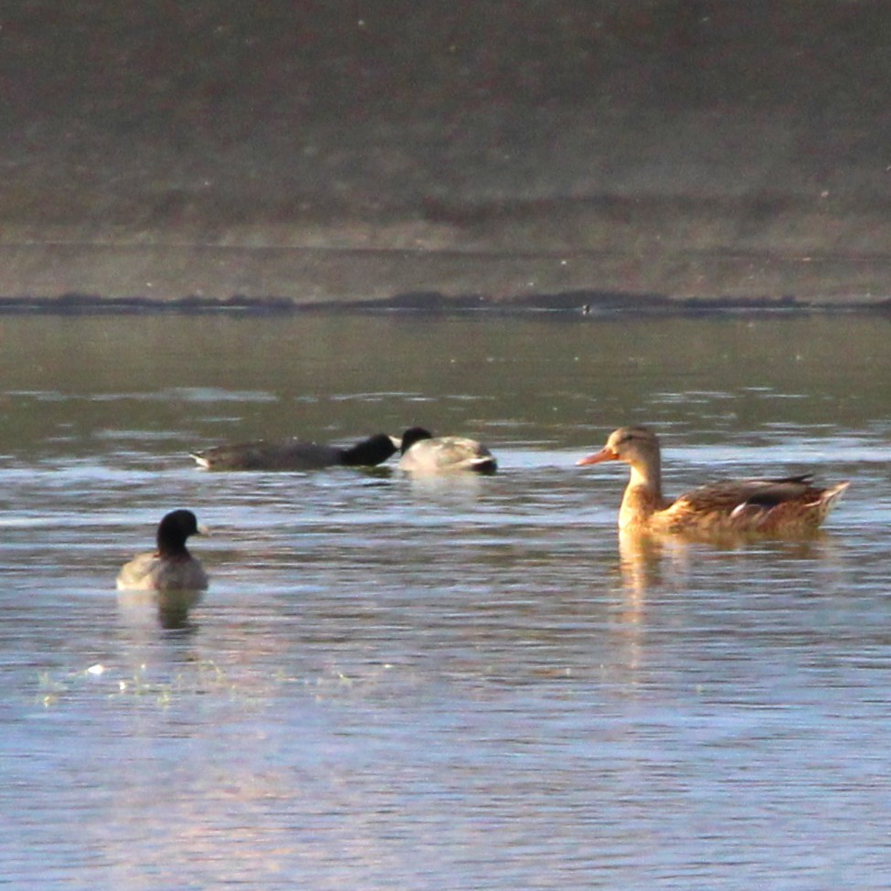 American Coot - ML642692782