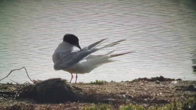 Common Tern - ML642692806