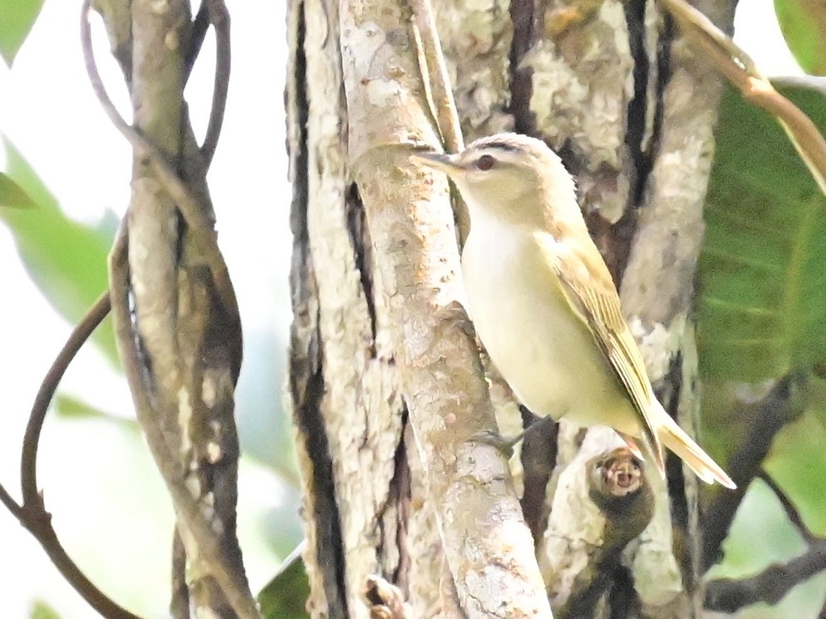 Kızıl Gözlü Vireo - ML642692813