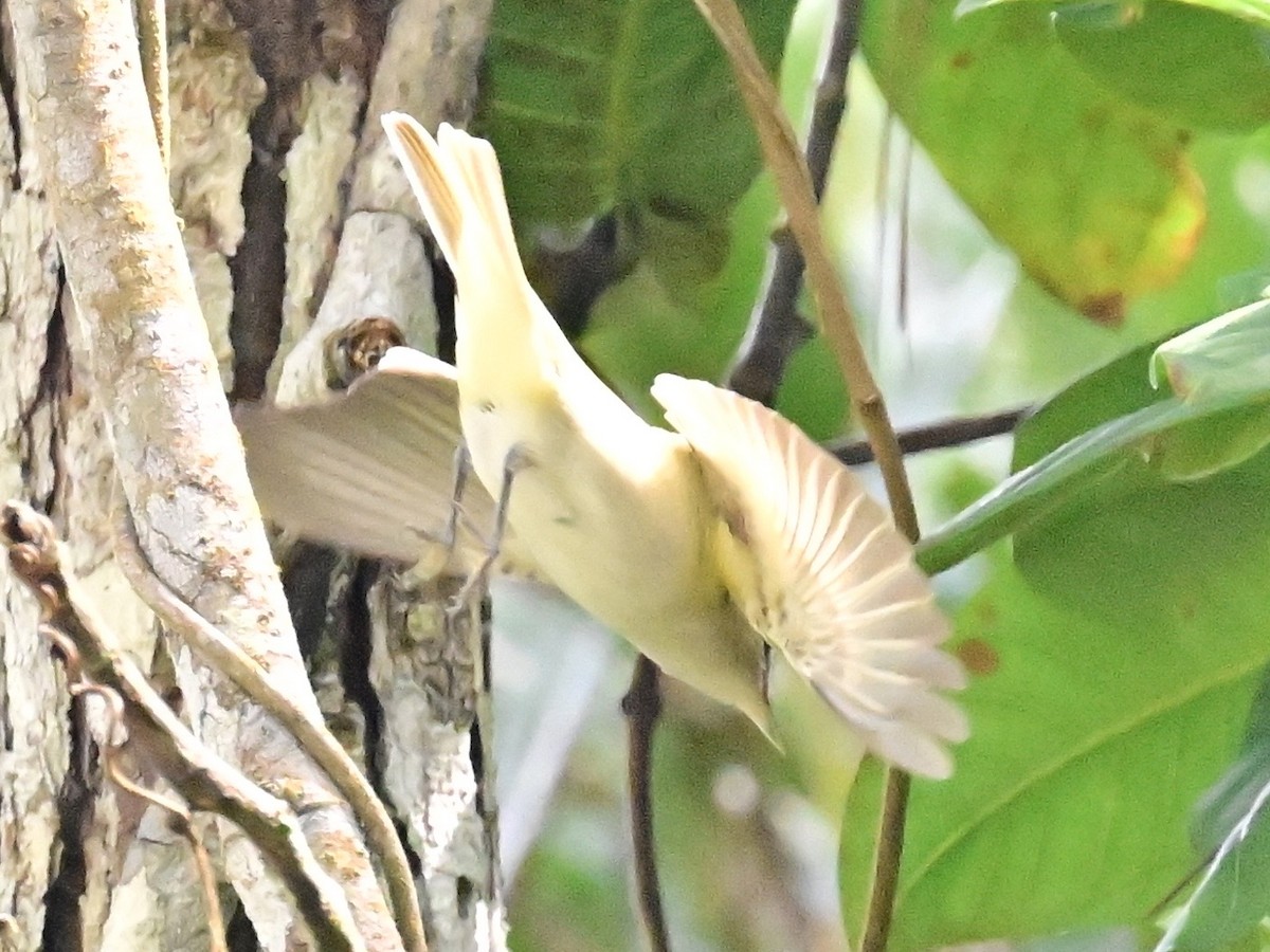 Kızıl Gözlü Vireo - ML642692814